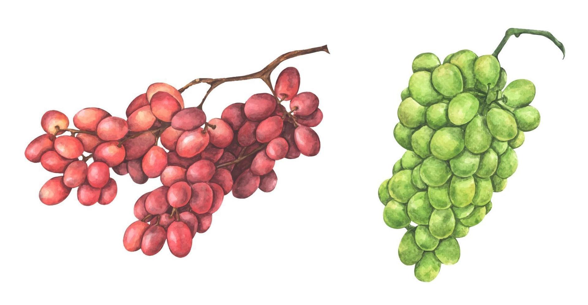 set van rode en groene druiven. aquarel illustratie. vector