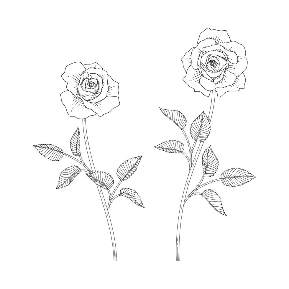 hand getekende roos bloemen illustratie. vector