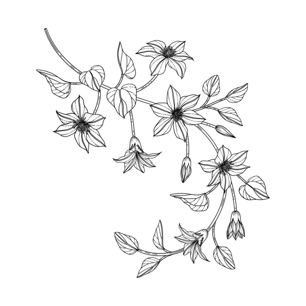 hand getekende clematis bloemen illustratie. vector