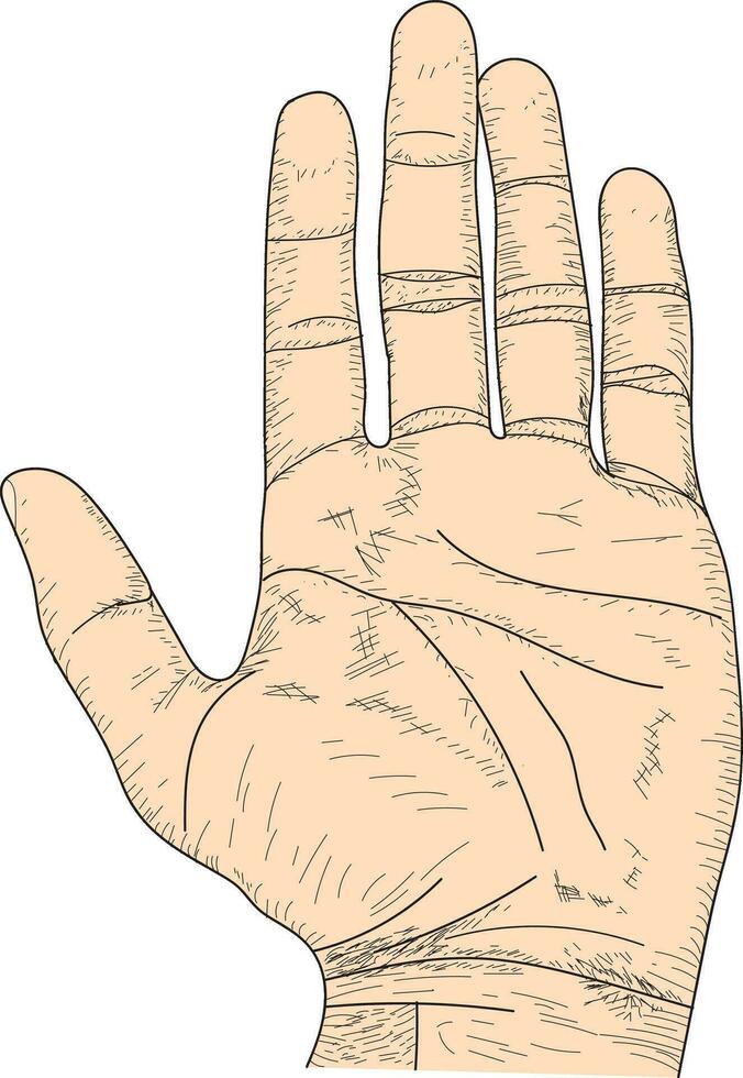 Open palm tekening, hand- tonen vijf vingers schetsen, lijn kunst, palm hand- schetsen vector