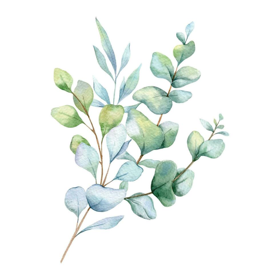 eucalyptus waterverf illustratie. eucalyptus groen hand- geschilderd geïsoleerd Aan wit achtergrond. perfect voor bruiloft uitnodigingen, bloemen etiketten, bruids douche en bloemen groet kaarten vector