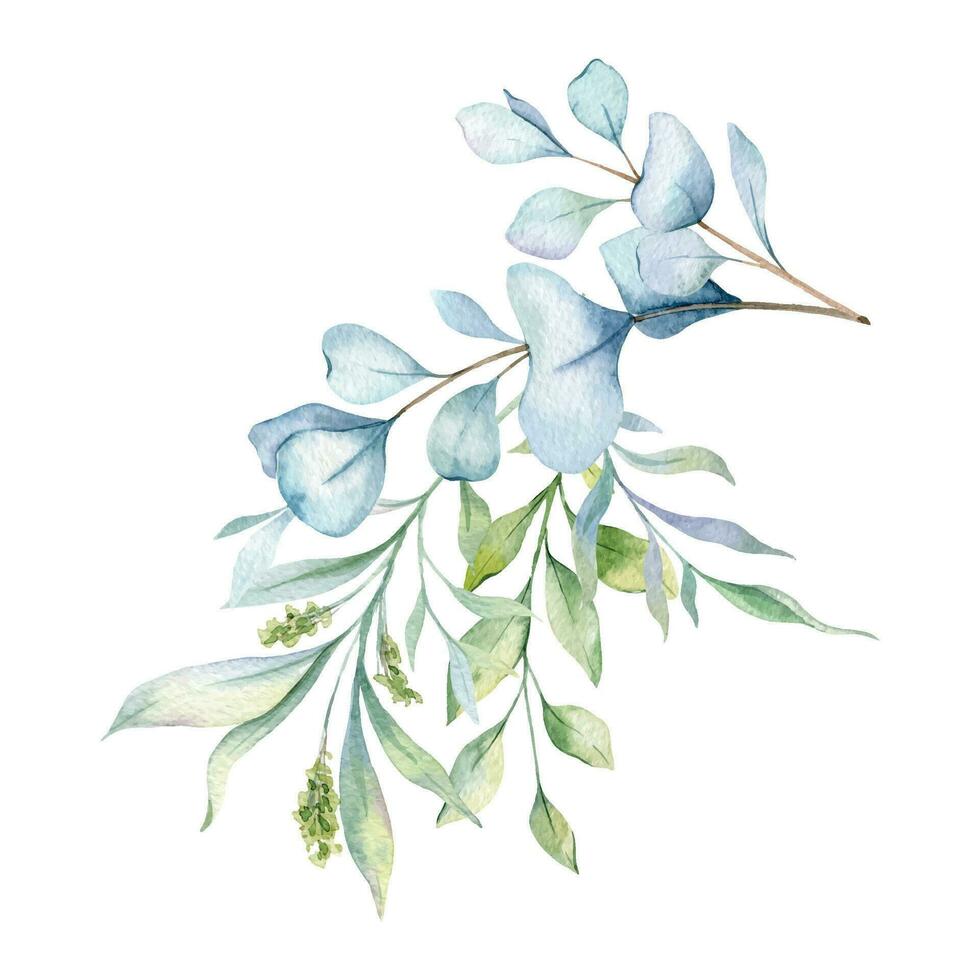 eucalyptus waterverf illustratie. eucalyptus groen hand- geschilderd geïsoleerd Aan wit achtergrond. perfect voor bruiloft uitnodigingen, bloemen etiketten, bruids douche en bloemen groet kaarten vector