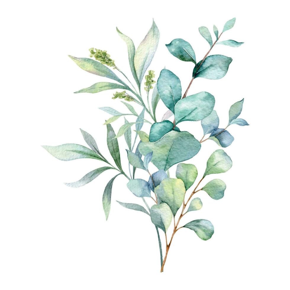 eucalyptus waterverf illustratie. eucalyptus groen hand- geschilderd geïsoleerd Aan wit achtergrond. perfect voor bruiloft uitnodigingen, bloemen etiketten, bruids douche en bloemen groet kaarten vector