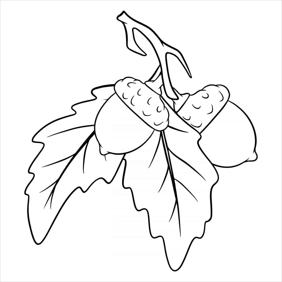 de vrucht van de eik is eetbaar. twee eikels op een tak met bladeren. vector