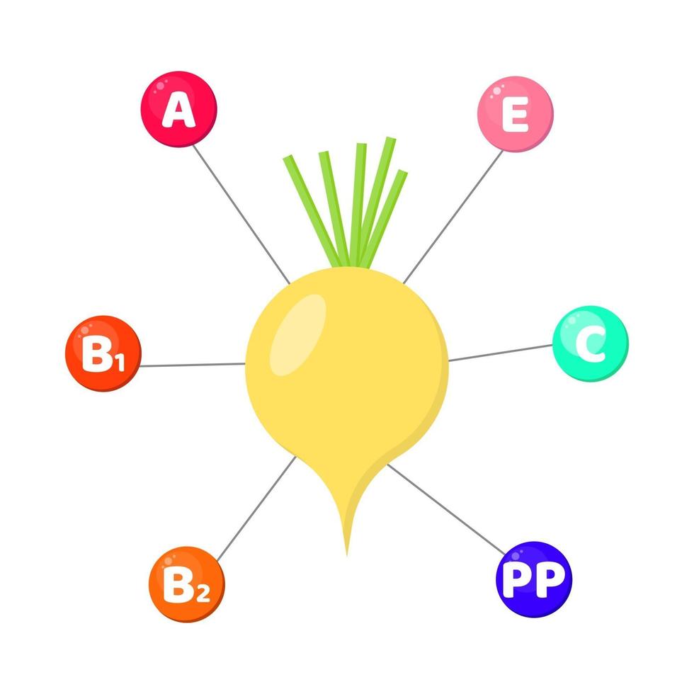 infographics. vitamines in groenten. raap vector