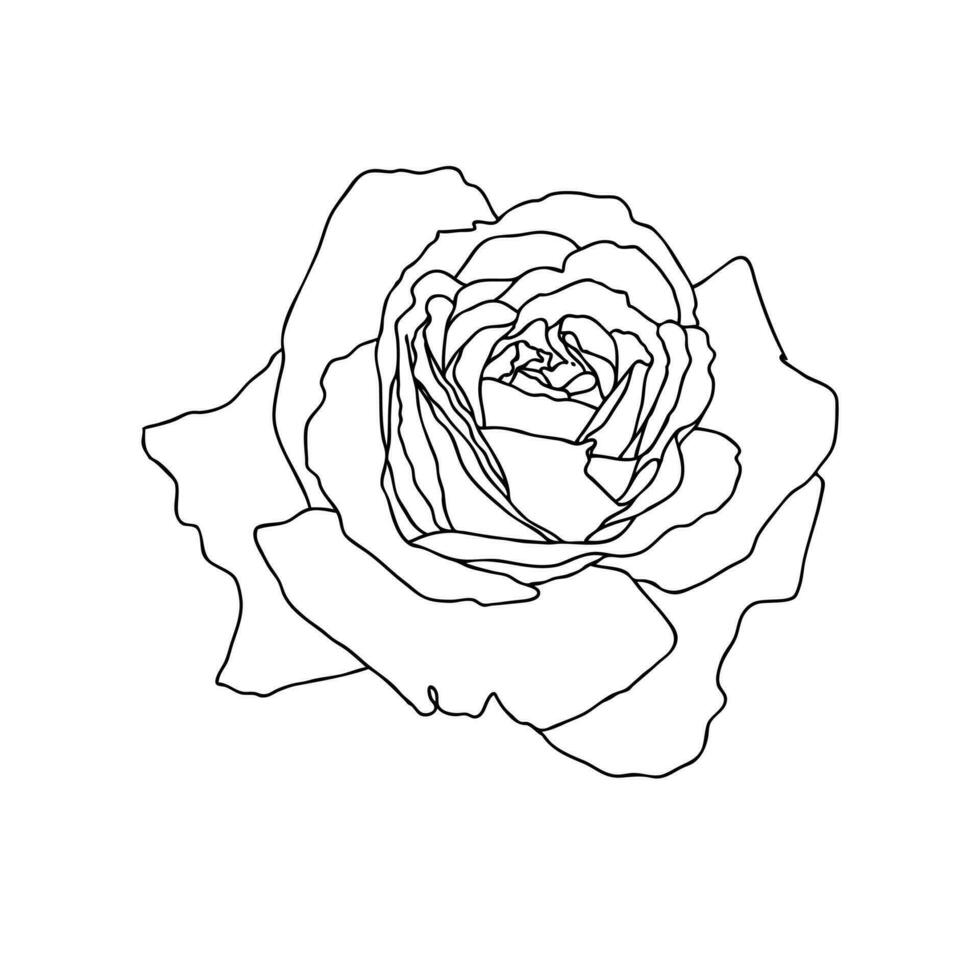 een lijn tekening van roos bloem geïsoleerd Aan wit achtergrond. hand- getrokken schetsen, vector illustratie. decoratief element voor tatoeëren, groet kaart, bruiloft uitnodiging, kleur boek