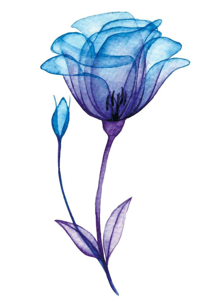 waterverf tekening, transparant roos bloem. blauw en Purper bloemen, röntgenstraal vector