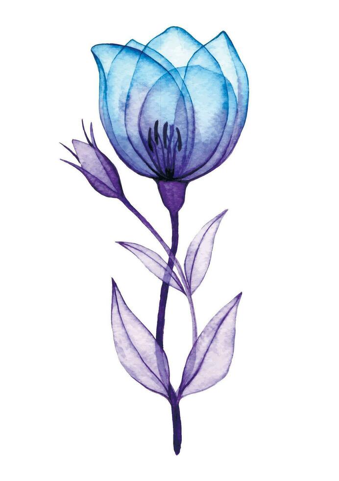 waterverf tekening, transparant roos bloem. blauw en Purper bloemen, röntgenstraal vector