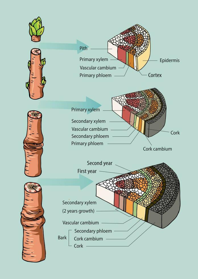 illustratie van boom stam anatomie vector