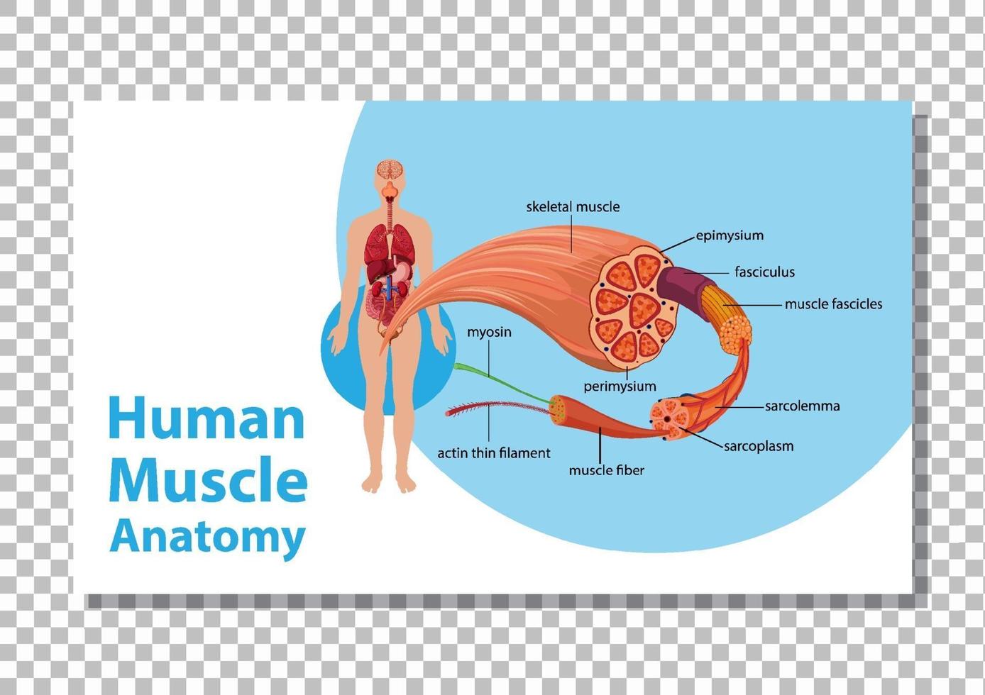 menselijke spieranatomie met lichaamsanatomie vector