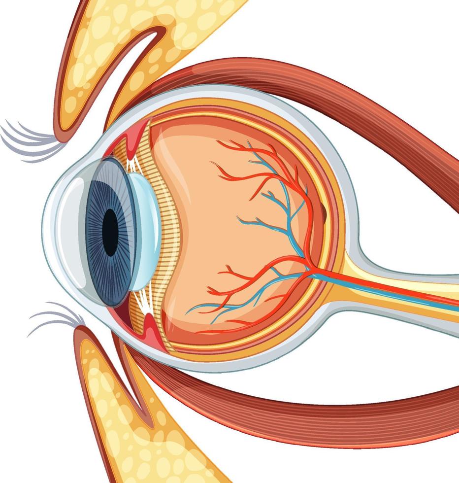 diagram van de anatomie van de menselijke oogbol vector