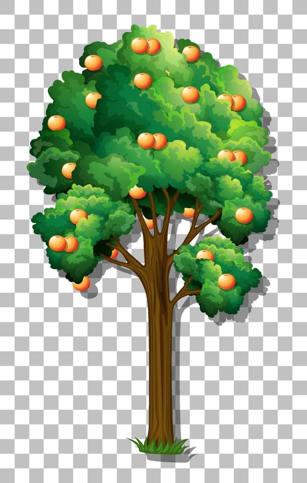 sinaasappelboom geïsoleerd vector