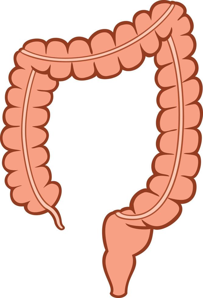 menselijke dikke darm vector