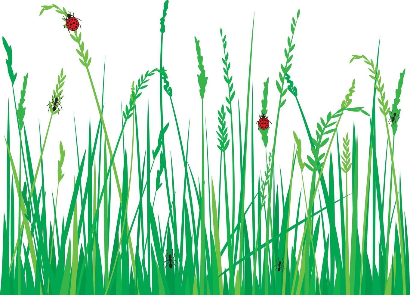 gras met lieveheersbeestjes vector