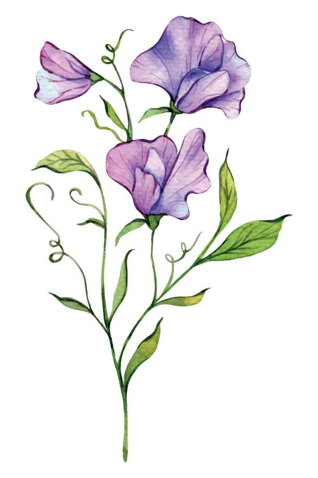 zoet erwt waterverf illustratie. zoet erwt bloem geïsoleerd Aan wit. april geboorte maand bloem. zoet erwt hand- geschilderd waterverf botanisch illustratie. vector