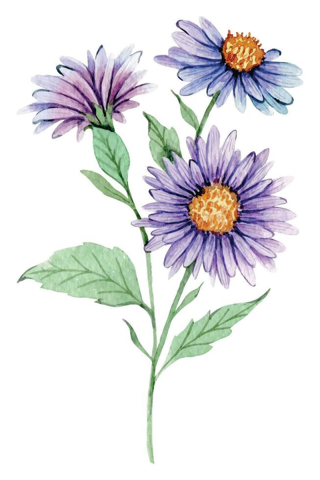 aster waterverf illustratie. aster bloem geïsoleerd Aan wit. september geboorte maand bloem. aster hand- geschilderd waterverf botanisch illustratie. vector