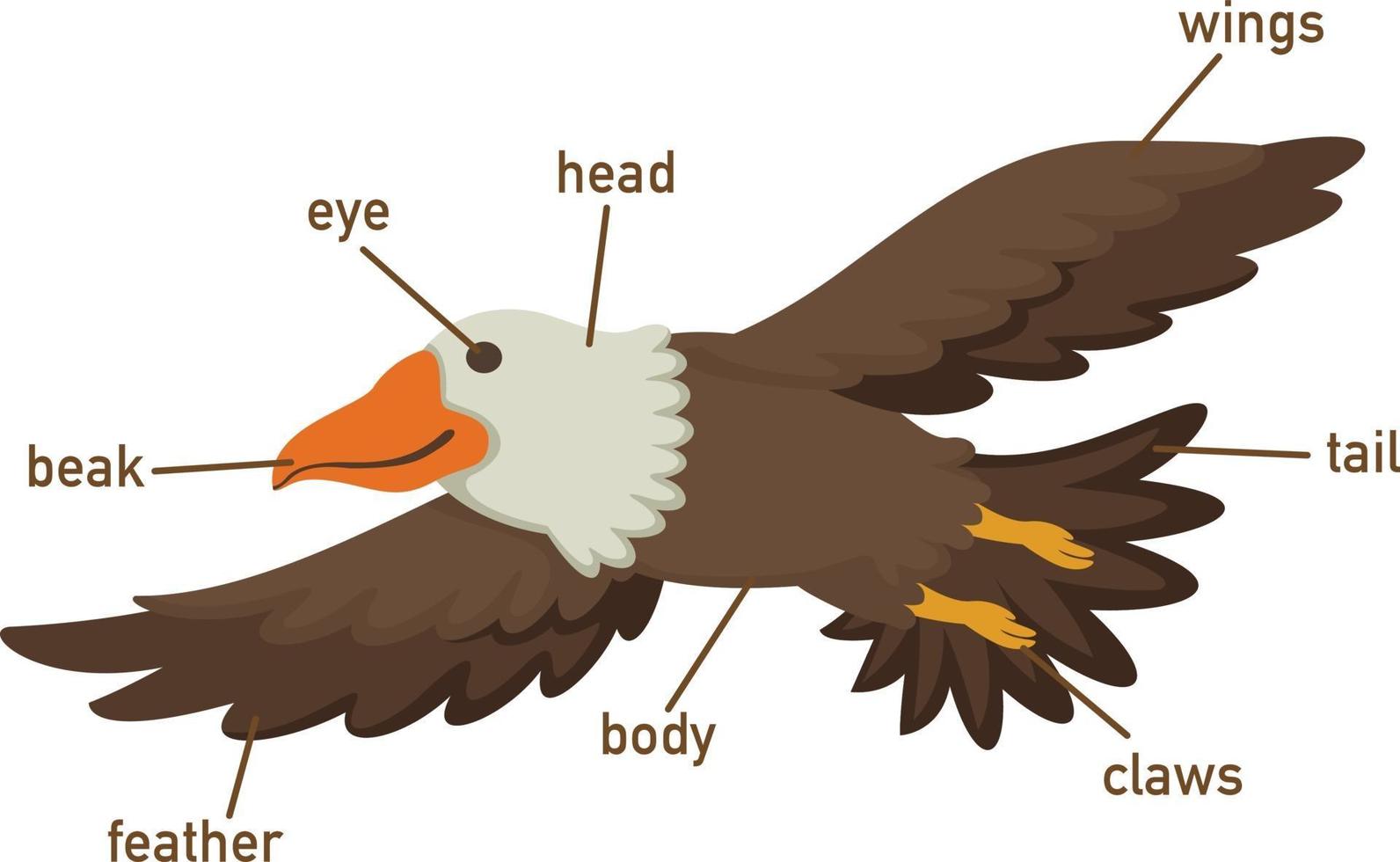 illustratie van adelaars woordenschat deel van het lichaam vector