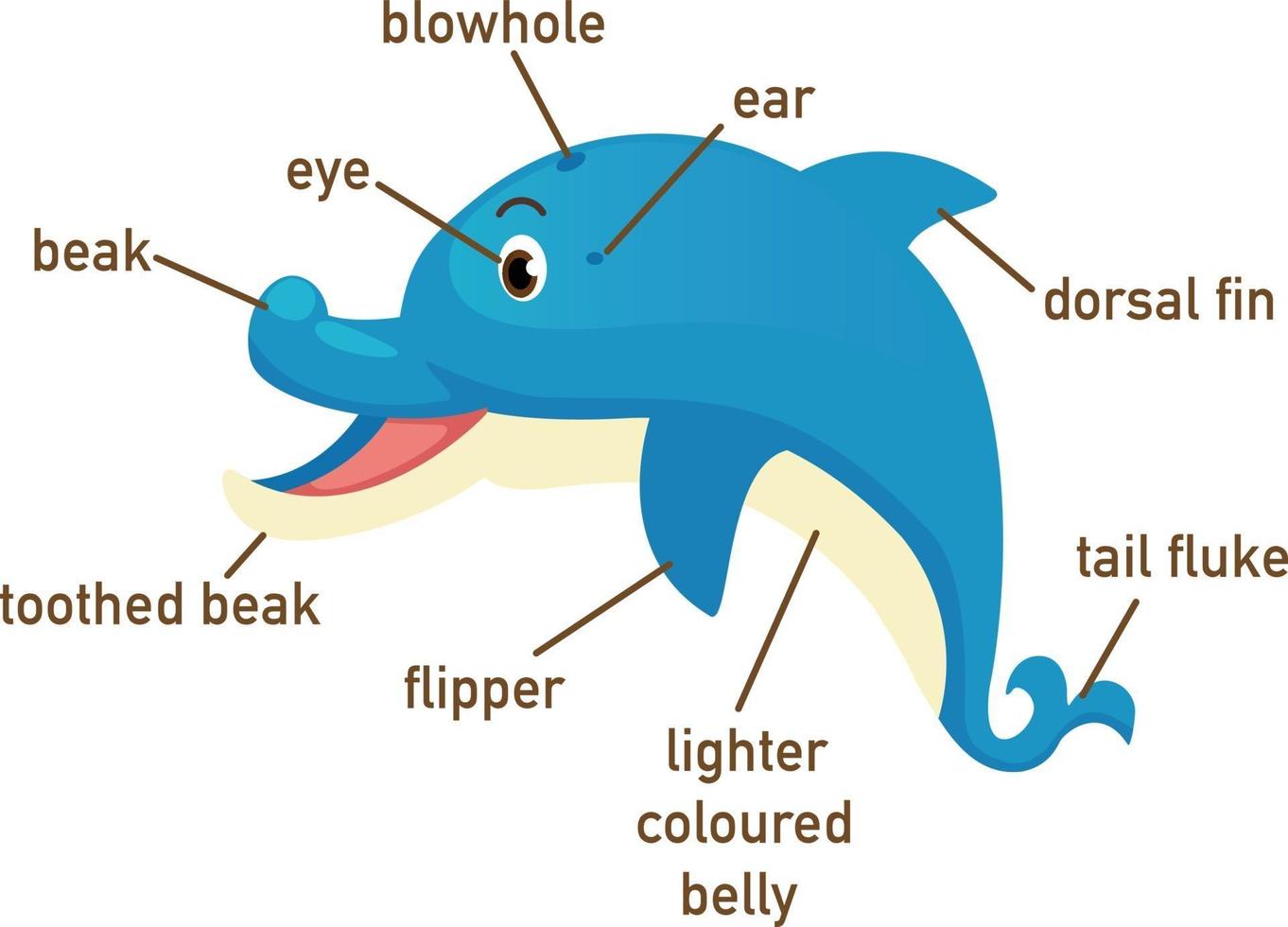 illustratie van de woordenschat van een dolfijn deel van het lichaam vector
