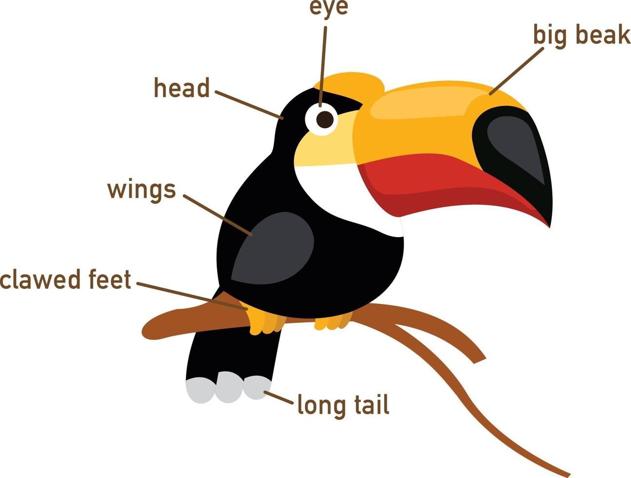 illustratie van neushoornvogel vocabulaire deel van het lichaam vector