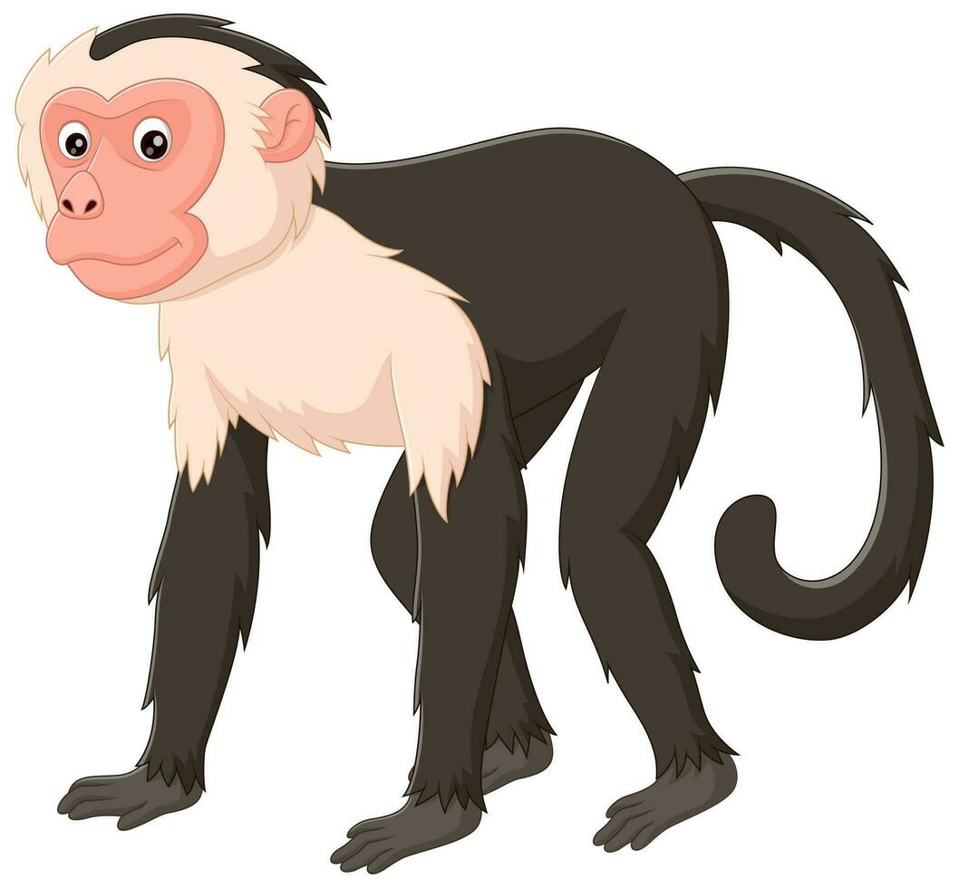 schattig kapucijner aap tekenfilm geïsoleerd Aan wit achtergrond. vector illustratie