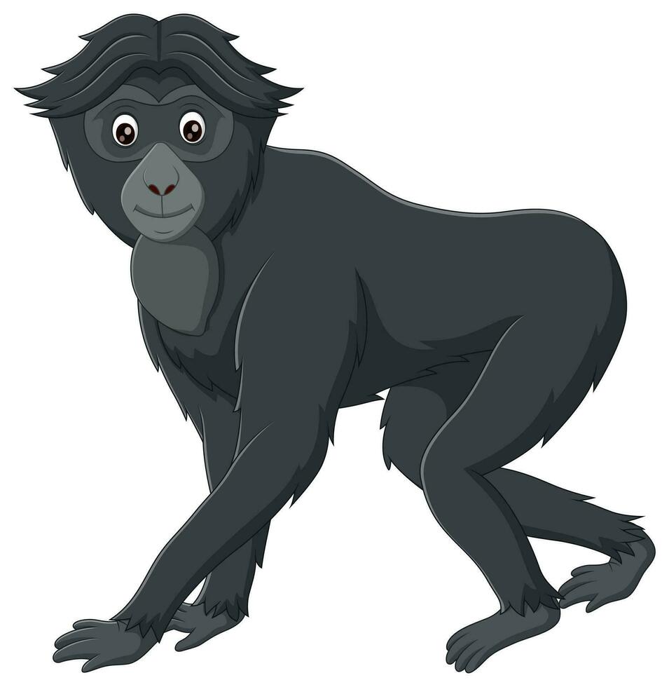 schattig siamang tekenfilm geïsoleerd Aan wit achtergrond. vector illustratie