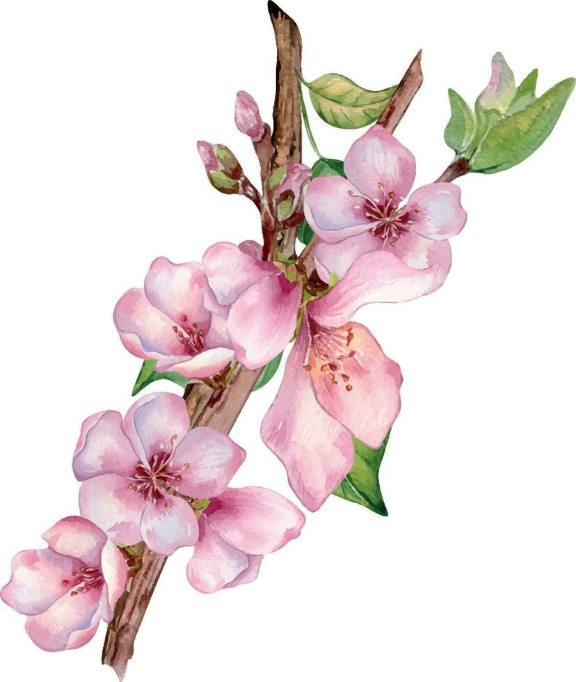 waterverf illustratie met roze bloemen van perzik boom geïsoleerd Aan wit. bloesem fruit boom, wit bloeien hand- schilderen. ontwerp element voor bruiloft uitnodiging, textiel, inpakken, kaart, pakket vector
