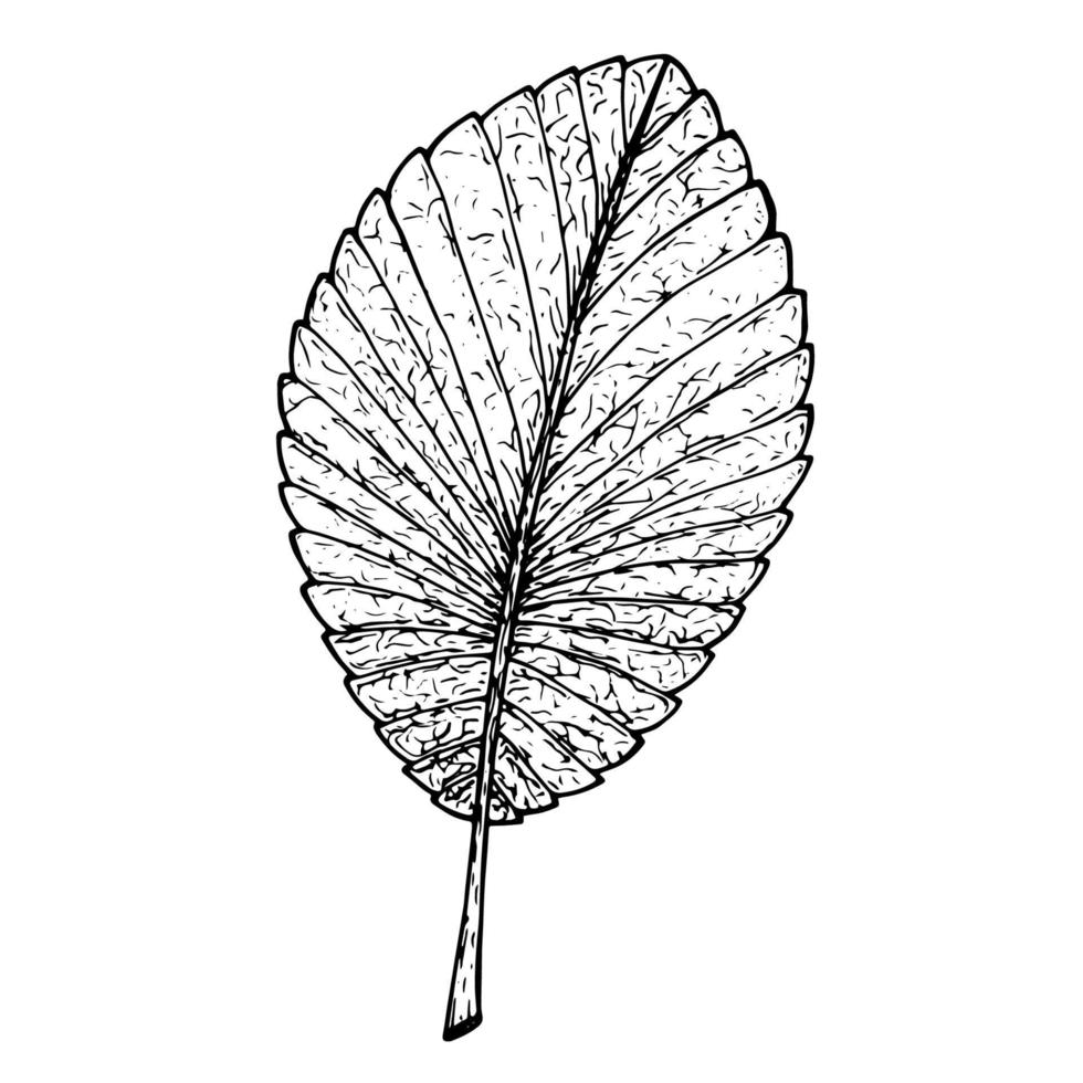 het blad van een plant is grafisch getekend..eps vector