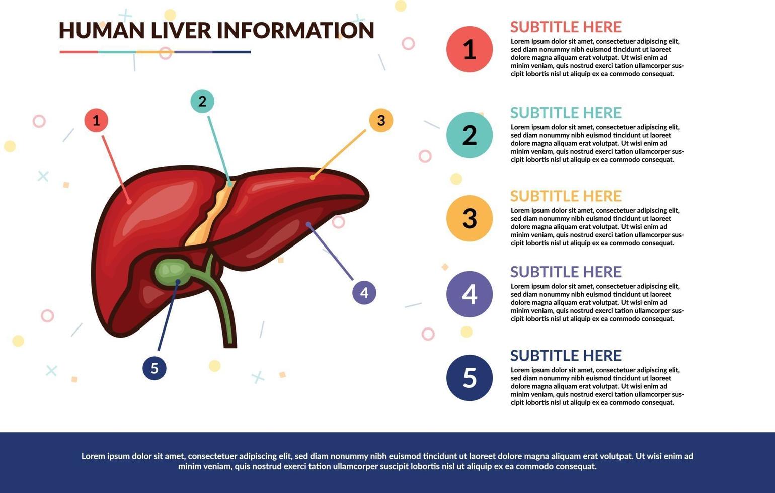 menselijke lever infographic vector sjabloon concept