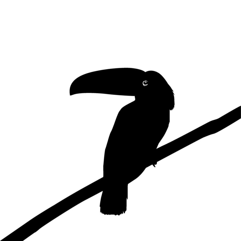 toekans zijn neotropisch leden van de in de buurt passerine vogel familie ramphastidae. de ramphastidae zijn meest nauw verwant naar de Amerikaans baardvogels, vogel silhouet. vector illustratie