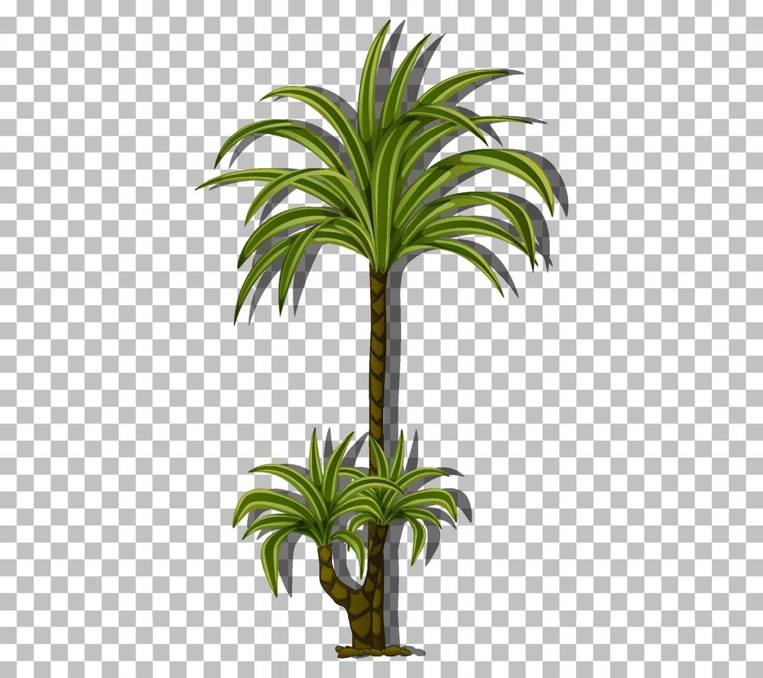 palmboom geïsoleerd vector