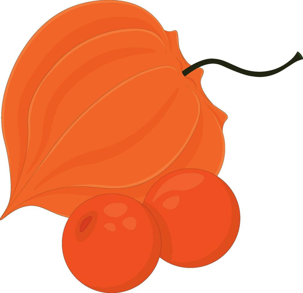 physalis of grond kers aromatisch herfst seizoen bessen vector illustratie