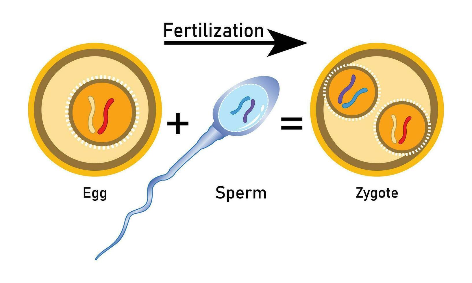 bevruchting werkwijze met stap voor stap sperma ei en zygoot renderen cel vector ontwerp,
