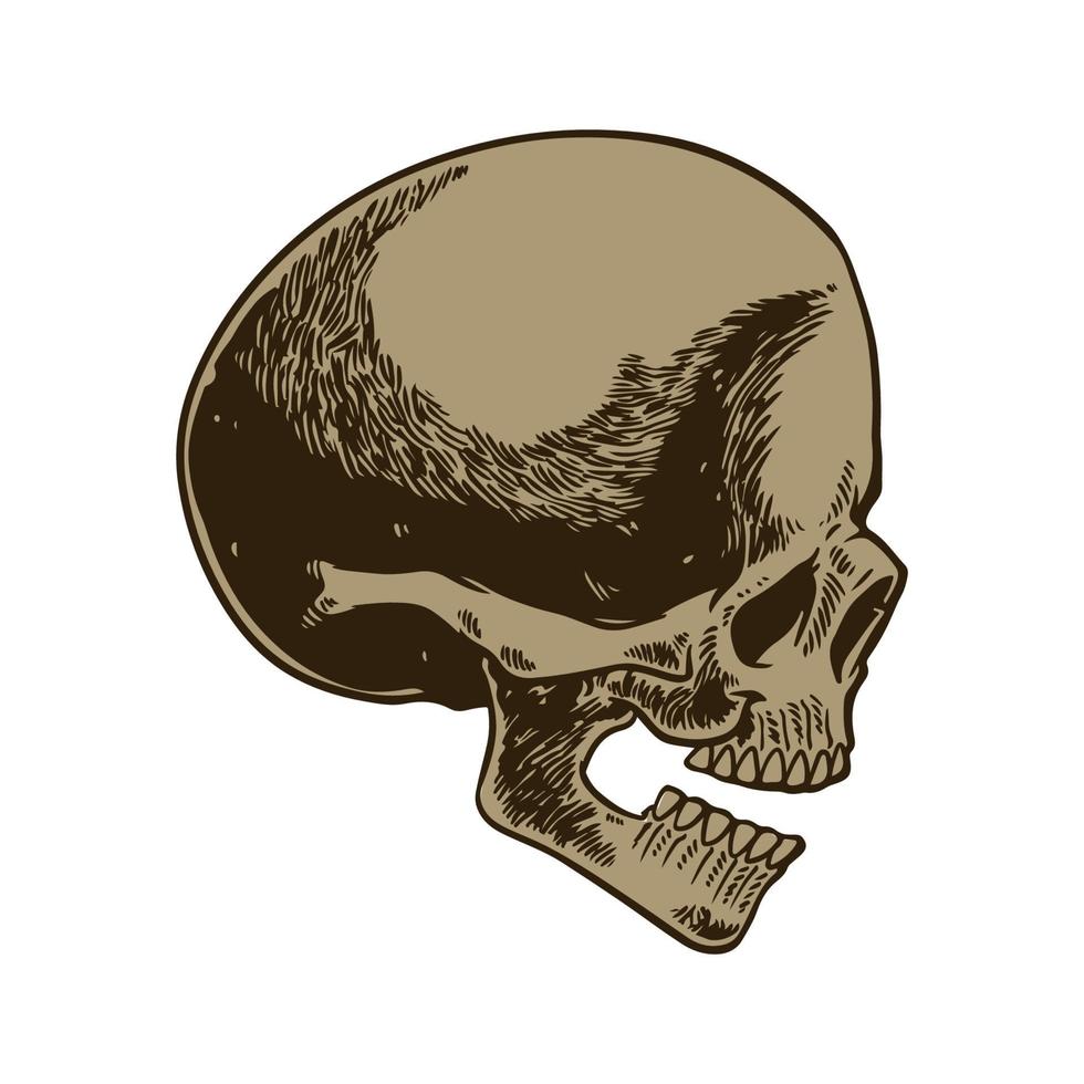 skelet hoofd anatomie inkt handgetekende gravure vector