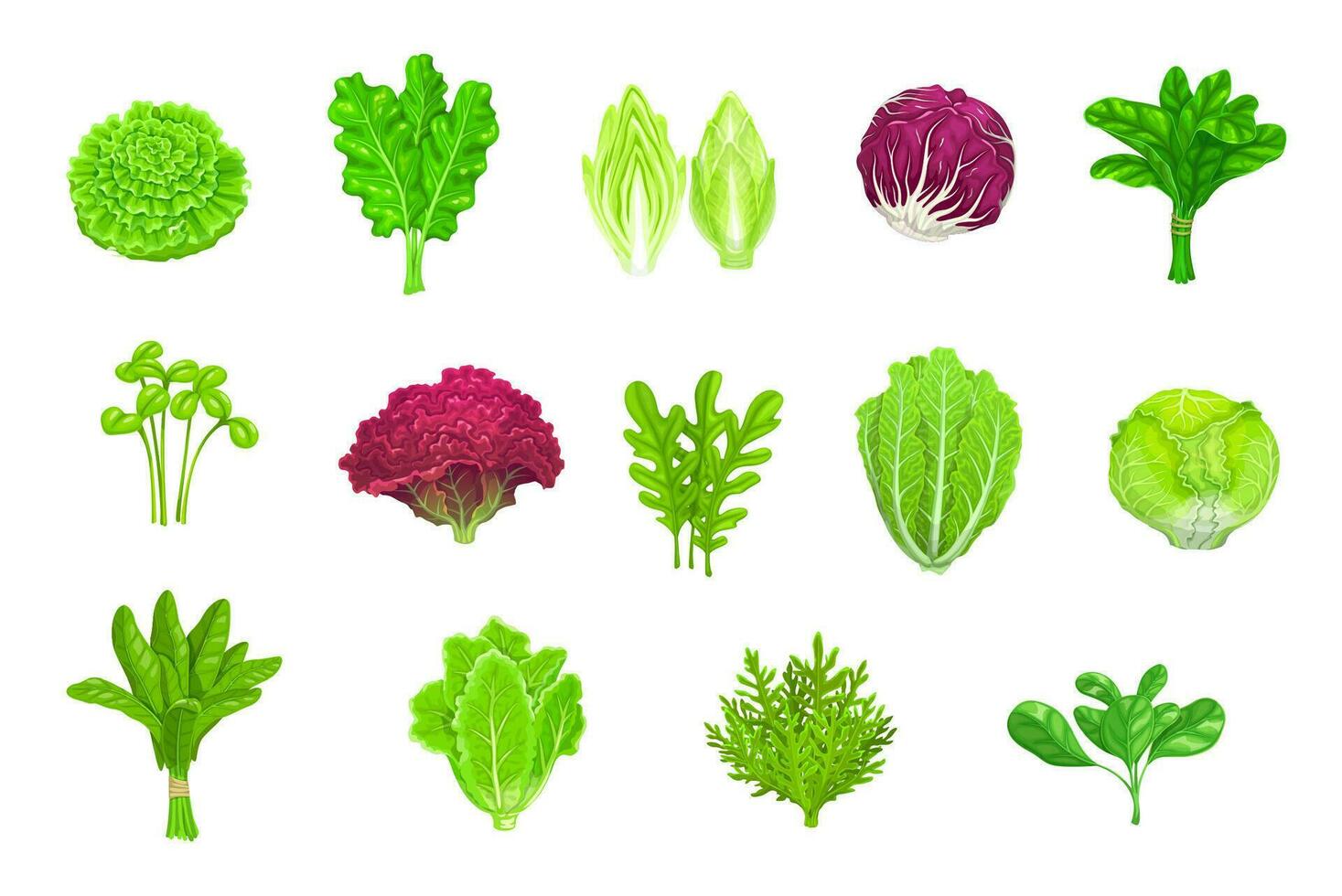 tekenfilm salade groenten, sla groen blad voedsel vector