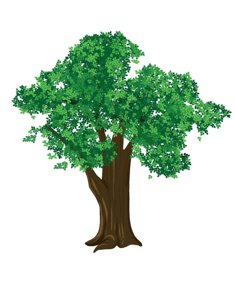 vrij vector boom illustratie