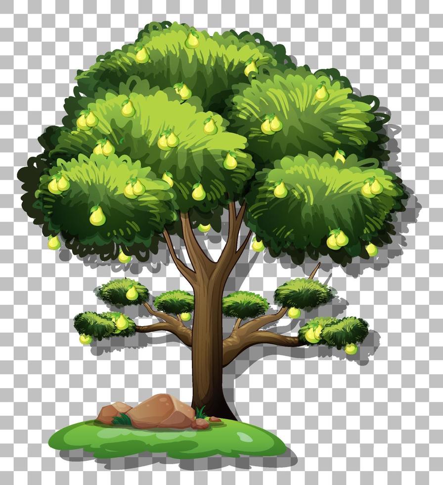perenboom geïsoleerd vector