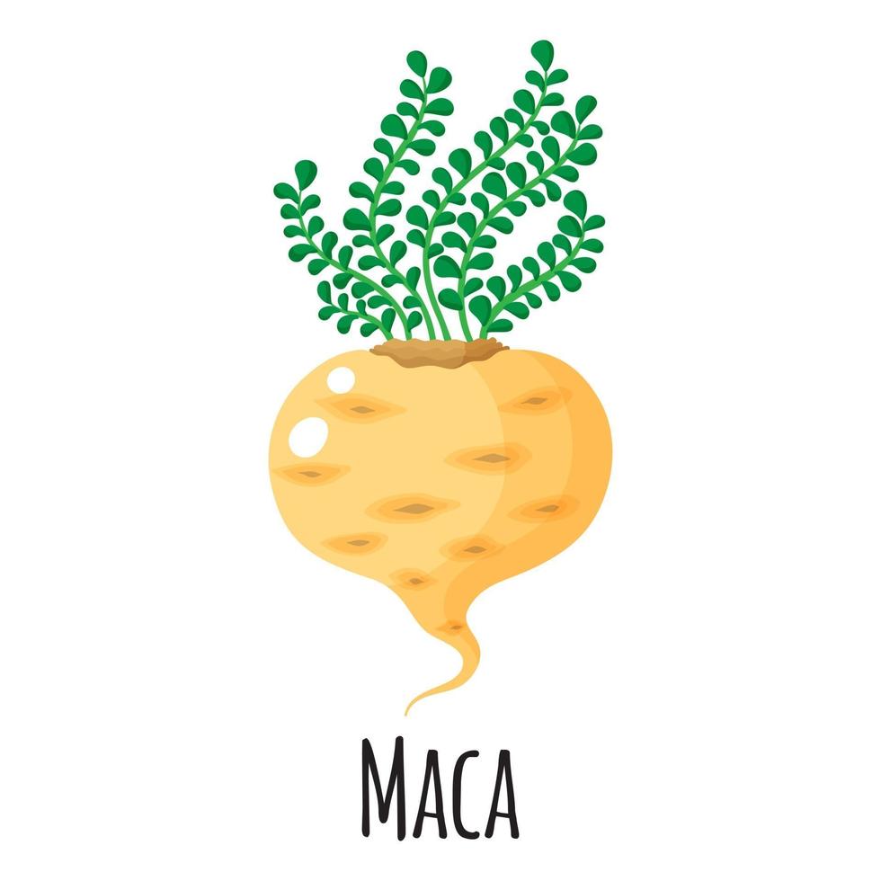 maca superfood wortel voor sjabloonboerenmarkt, label, verpakking. vector