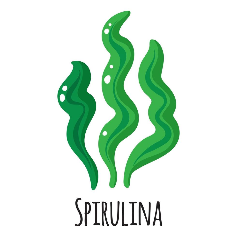 spirulina superfood zeewier voor sjabloonboerenmarkt, verpakking. vector