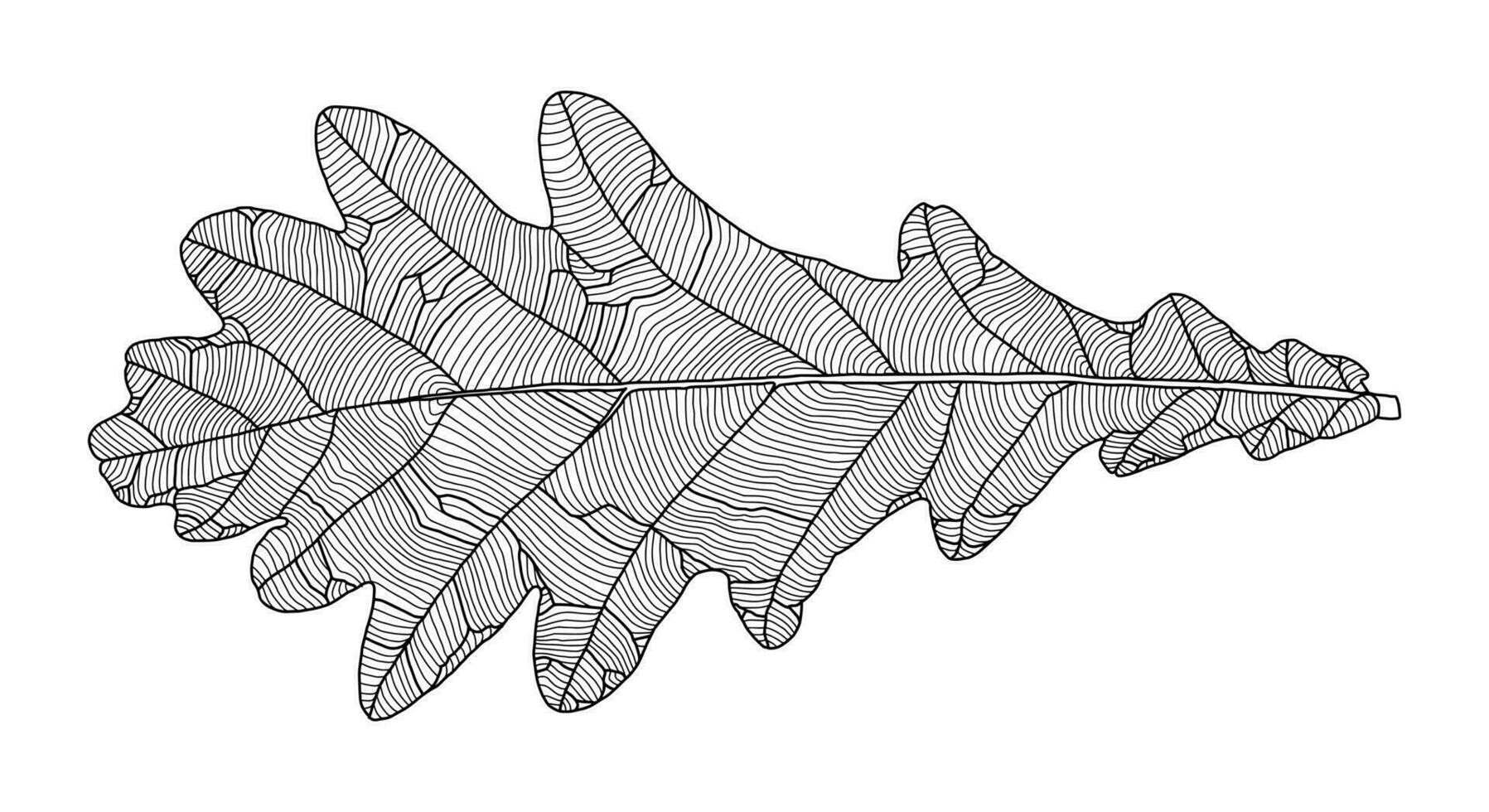 lineair grafisch eik blad tekening met aderen geïsoleerd Aan wit achtergrond. element voor ontwerp in lijn kunst stijl vector