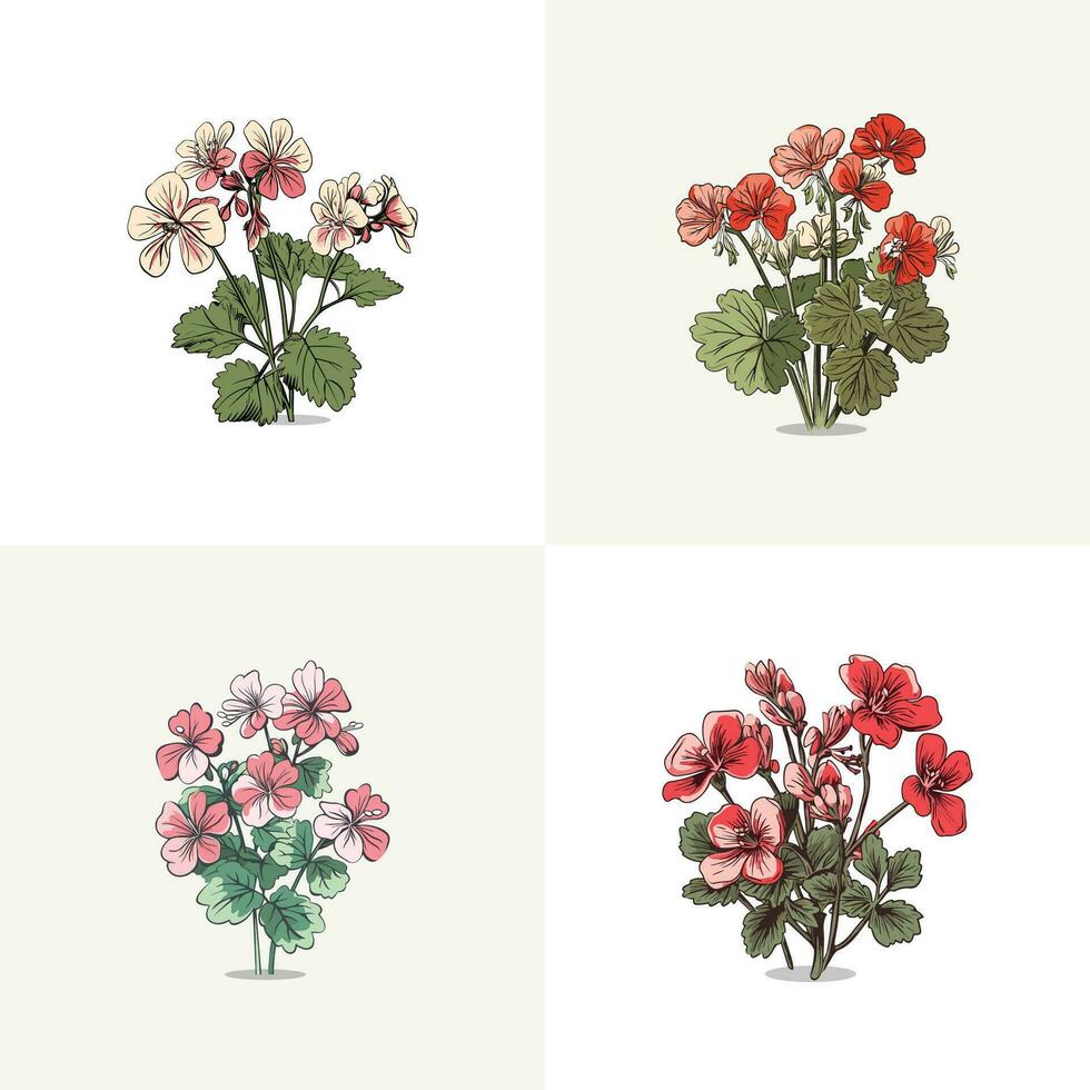 geranium vector klem kunst illustratie