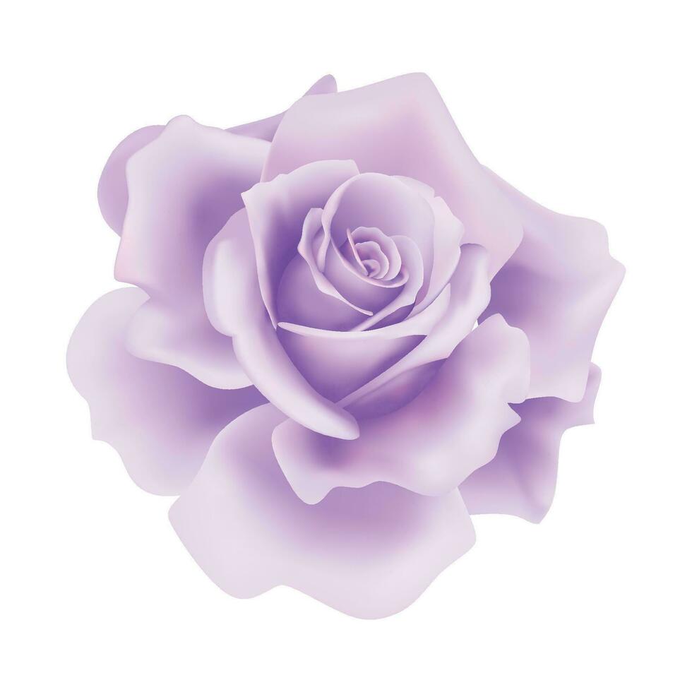 vector Purper roos bloem Aan geïsoleerd achtergrond