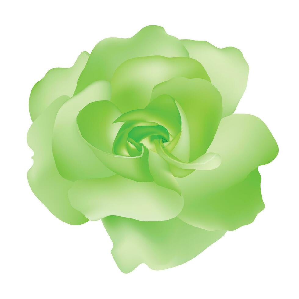 vector mooi groen roos geïsoleerd Aan wit achtergrond fotorealistisch helling maas