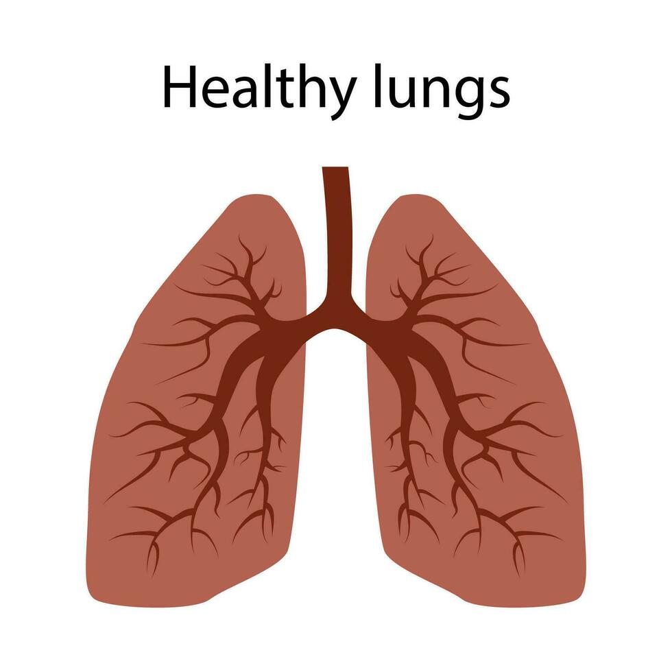 longen van een gezond persoon. Daar zijn Nee ziekten of virussen in de longen. geïsoleerd vector. vector
