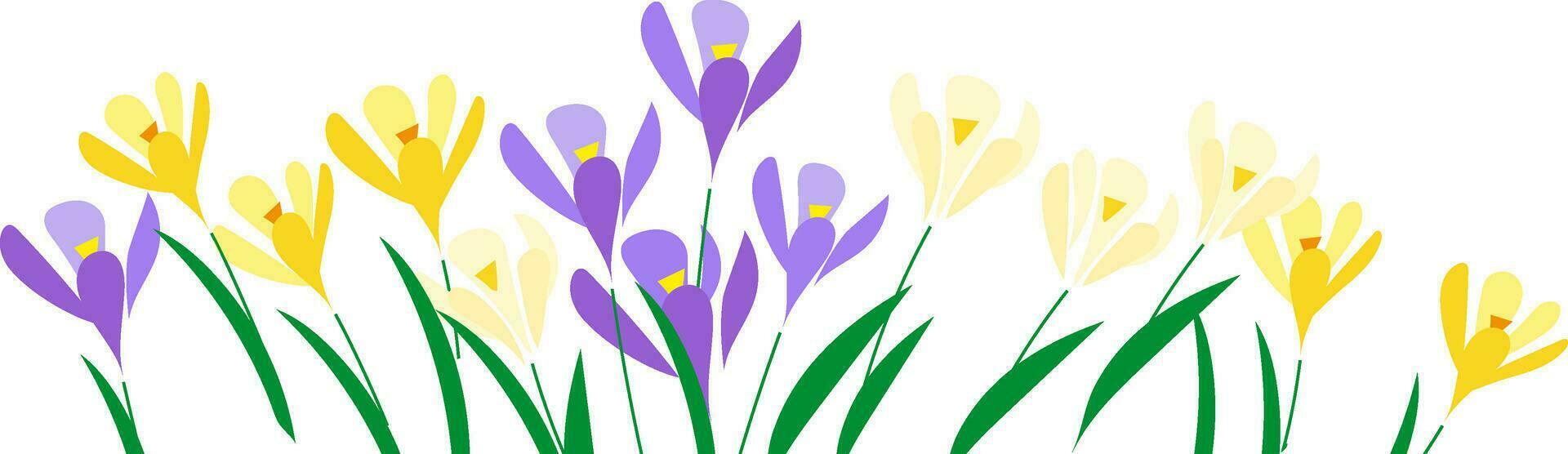 horizontaal wit banier of krokus bloemen backdrop versierd met veelkleurig bloeiend bloemen en bladeren grens vector