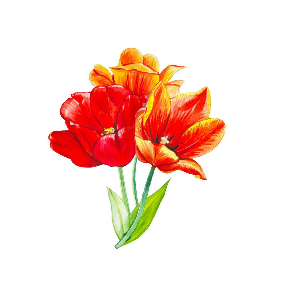 hand- getrokken boeket met waterverf tulpen in rood en oranje tonen vector