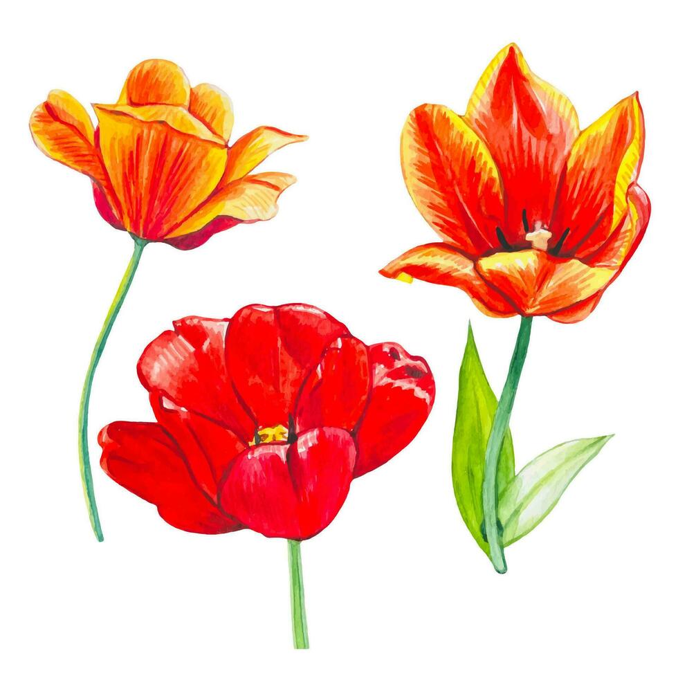 hand- getrokken reeks met waterverf tulpen in rood en oranje tonen vector