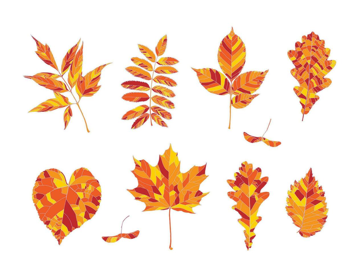 reeks van hand- getrokken oranje, rood en geel herfst bladeren - esdoorn, esdoorn- zaden, as gebladerde esdoorn, lijsterbes, as, eik, linde, iep, geïsoleerd Aan wit achtergrond. vector