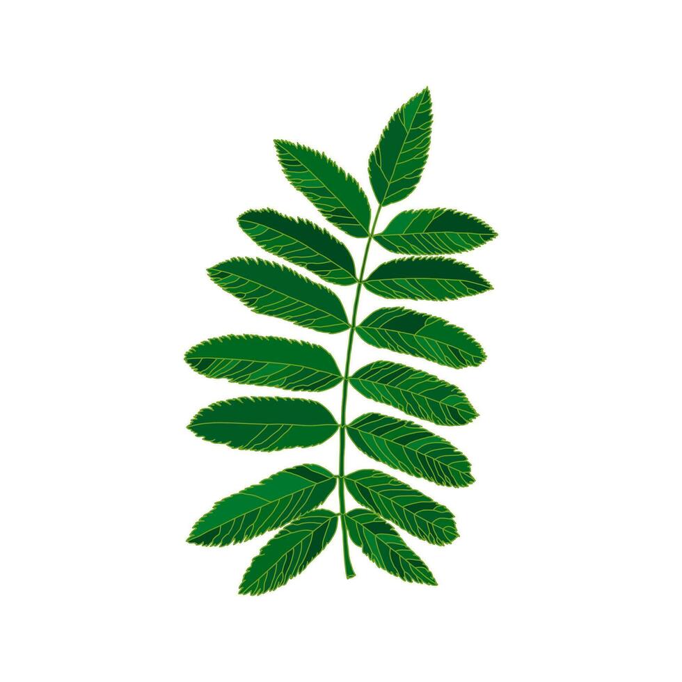 groen silhouet lijsterbes blad geïsoleerd Aan wit achtergrond. ontwerp element voor decoreren. vector