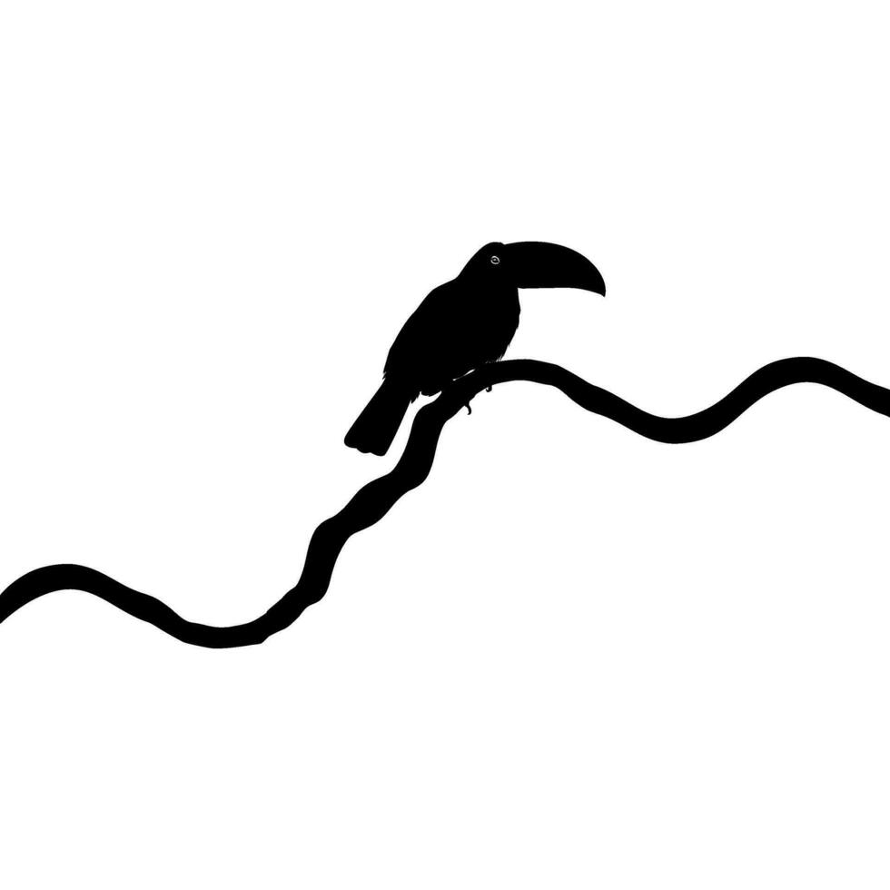 toekans zijn neotropisch leden van de in de buurt passerine vogel familie ramphastidae. de ramphastidae zijn meest nauw verwant naar de Amerikaans baardvogels, vogel silhouet. vector illustratie