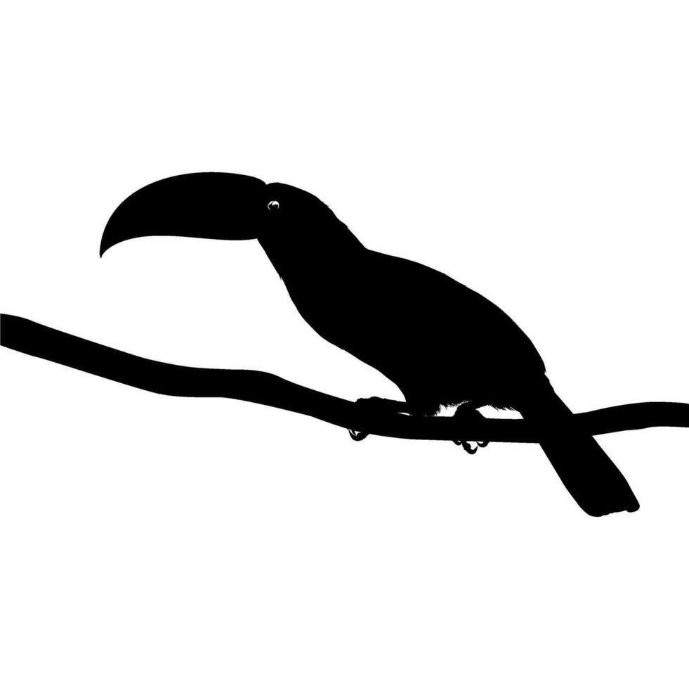 toekans zijn neotropisch leden van de in de buurt passerine vogel familie ramphastidae. de ramphastidae zijn meest nauw verwant naar de Amerikaans baardvogels, vogel silhouet. vector illustratie